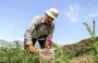 برداشت گیاه دارویی گل گاوزبان در روستای کوهستانی کوا بهشهر در فصل بهار انجام میشود