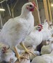 شمال نیوز : وی گفت: مصرف گوشت طیور و تخم مرغ که در مراکز مجاز درسراسر کشور عرضه می شود، هیچ گونه مخاطره ای برای مصرف کنندگان ندارد. ....