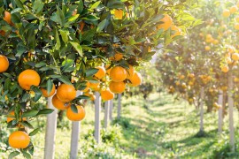  بازار چین آماده ورود مرکبات مازندران 