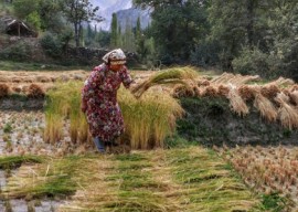 برداشت سنتی برنج
