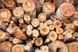 کشف یک تن چوب اکالیپتوس قاچاق در بهشهر