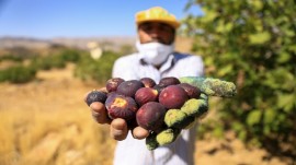 احداث بزرگترین باغ مجتمع انجیر در ۸ هکتار در اراضی شیبدار گلوگاه