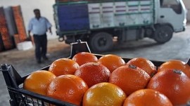 توزیع ۶۰۰ تن پرتقال و سیب شب عید در مازندران