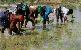 برنج روی دست کشاورزان ماند ؛ تولیدکنندگان دست به دامان واردکنندگان شدند/ هشدار درباره کاهش تولید برنج
