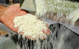 تمامی برنج های سال گذشته کشاورزان تا یک ماه آینده خریداری می شود