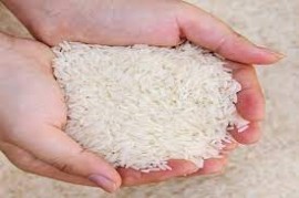 یک نماینده شمالی : شرکت های عامل در حال مُفت خَری برنج کشاورزان هستند!