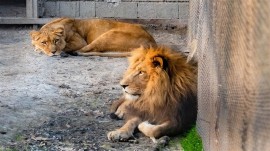 سرقت یک قلاده شیر از باغ وحش ساری برای انتقال به کشور همسایه !