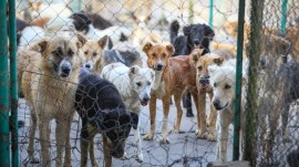 راه اندازی مرکز نگهداری سگ‌های بلاصاحب در آمل