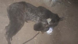 رهاسازی خرس قهوه‌ای از تله سیمی در سوادکوه