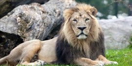 جزئیات سرقت یک قلاده شیر از باغ وحش ساری