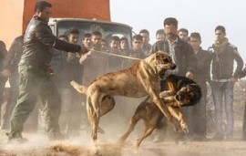 قتل مسلحانه به خاطر «سگ دعوا» +عکس