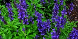 این گیاه حافظه را زیاد و افکار منفی را از شما دور می‌کند