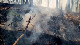 آتش سوزی در جنگل جیسا چالوس مهار شد