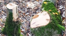 دستگیری عوامل قطع درختان جنگلی در آمل