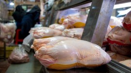 توزیع مرغ تنظیم بازاری در سراسر استان