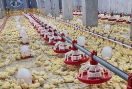 صنعت طیور گلستان که تامین کننده ۱۰ درصد مرغ کشور به ویژه استان تهران است، این روزها با چالش های مختلفی مواجه بوده و حتی برخی معضلات جدید اخیرا گریبان این صنعت در استان را گرفته است....