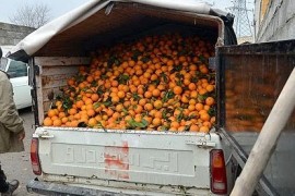 دستگیری سارقان باغات در بهشهر