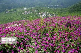 مانور قرنطینه گیاهی در گیلان اجرایی شد