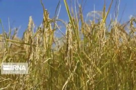 ۴۸ هزار تن شلتوک راتون در گیلان برداشت شد