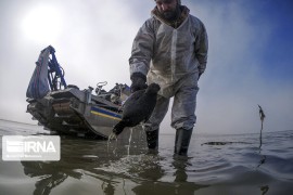 معاون محیط زیست طبیعی گیلان: آموزش صیادان برای جلوگیری از مرگ باکلان‌ها ضروری است