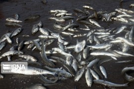 صید ۵۴۴ تن انواع ماهیان استخوانی در نوار ساحلی گیلان