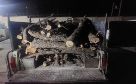 باند قاچاق چوب در نوشهر منهدم شد