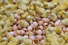 افزون بر ۱۳ میلیون قطعه جوجه ریزی در مرغداری‌های بابل انجام شد