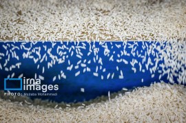 کسادی بازار عمده فروشی برنج مازندران بدون کاهش قیمت