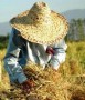 در حالی که چند روز از آغاز خرید رسمی برنج پرمحصول در مراکز خرید و تحویل گیری برنج پرمحصول در شهرهای آمل، بابل، نکا و فریدونکنار می گذرد، متاسفانه به علت باقی ماندن برخی مشکلات، تحویل برنج از کشاورزان به کندی انجام می شود...