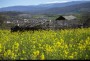 مزارع دانه روغنی کلزا در مازندران یکی از چشم نواز ترین مزارع فصلی در این استان است که با توجه به تقارن فصل کشت آن با تعطیلات نوروز، همه ساله گردشگران بسیاری را به خود جذب می کند.