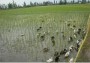 شمال نیوز: مدیر جهاد کشاورزی آمل از پرورش توام ماهی و اردک در ۱۰ هکتار از شالیزار‌های این شهرستان برای کنترل حشرات و آفات خبر داد.
