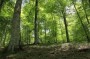 طرح تنفس از سال 96 درجنگل‌های شمال در حال اجراست و عدم تمدید قرارداد نیروهای حفاظتی جنگل از 31 اردیبهشت باعث بیکاری تعداد زیادی از جوامع محلی شده و تجمعاتی از سوی آنان در پی داشته است اما سازمان جنگل‌ها در مقابل، قول به کارگیری همه آنها را داده است.

