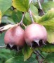 "کندس" و "ولیک" دو میوه شگفت انگیز جنگلی در مازندران است که همه ساله در فصل پائیز برداشت می شود... میوه کندس از حدود 3 هزار سال پیش در جنوب دریای خزر و در مناطق گیلان ...