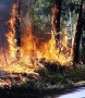 سال 89 به دلیل وقوع آتش سوزی های گسترده در سطح جنگل های گلستان، سال خوبی برای این عرصه های بکر و منحصر بفرد نبود.

وقوع آتش سوزیهای مختلف در سطح جنگل های گلستان، مازندران و گیلان در نیمه دوم سال 89، موجب از دست رفتن سطح بسیاری از این عرصه ها شد.