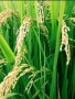 هيئت وزيران در راستاي حمايت از توليد كنندگان برنج در كشور ، مقرر كرد به ازاي هر كيلوگرم برنج وارداتي ،‌معادل 1500 ريال از وارد كنندگان ‌دريافت شده و به صورت مستقيم و بي واسطه در اختيار كشاورزان برنجكار قرار گيرد .