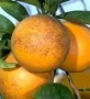 جهاد کشاورزي مازندران درباره جمع آوری میوه های آلوده پای درختان ، علف های هرز باغ برای جلوگیری از پوسیدگی پرتقال تامسون ناول هشدار داد
