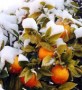 شمال نیوز: در حال حاضر يك كيلو پرتقال براي باغدار حدود 700 تومان تمام مي‌شود اما باغدار بخت برگشته مجبور مي‌شود، پرتقال خود را به كيلويي 400 تومان بفروشد. آيا اين ظلم در حق كشاورز و باغدار نيست؟