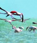 شمال نیوز: رئیس اداره حفاظت محیط زیست شهرستان بهشهر از خانه‌تکانی ساحل زیبای شبه‌جزیره بین‌المللی میانکاله در آستانه نوروز 93 خبر داد.
