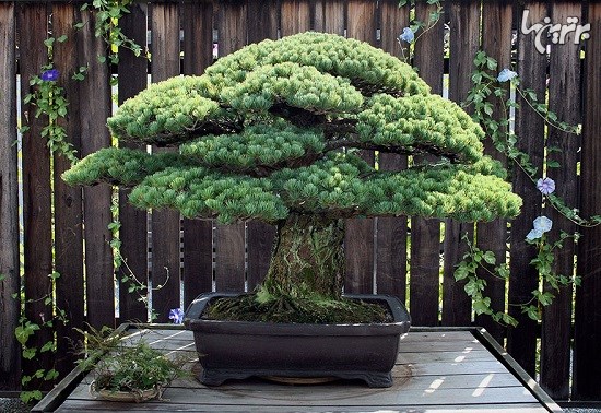 درخت 391 ساله که بعد از بمباران هیروشیما هنوز رشد می کند