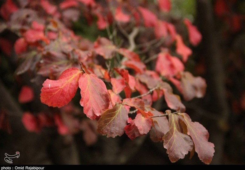 سمفونی رنگ‌ها در پاییز 