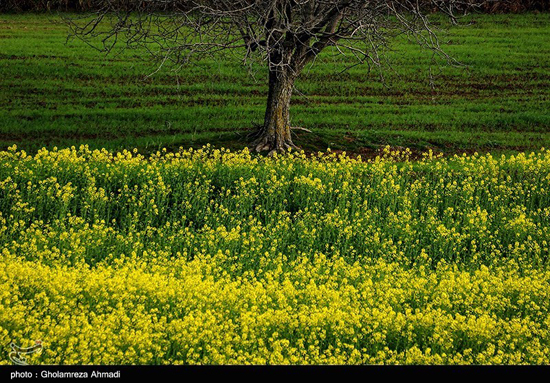 مزارع کلزا در مازندران