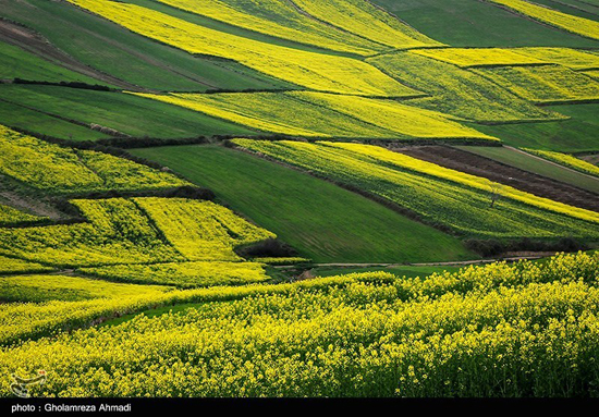 مزارع کلزا در مازندران