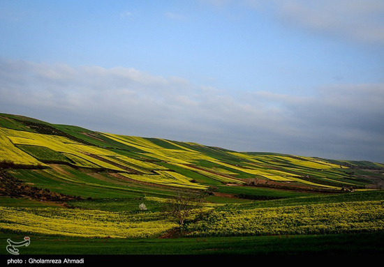 مزارع کلزا در مازندران