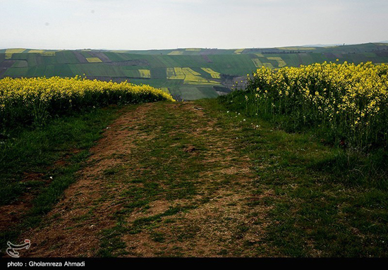 مزارع کلزا در مازندران