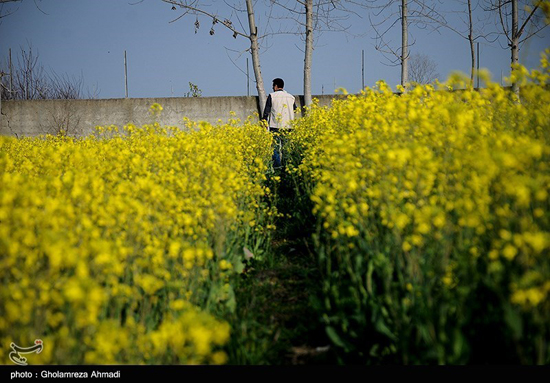 مزارع کلزا در مازندران