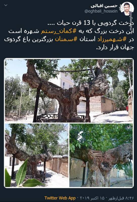 عکس: درخت گردوی ۱۳۰۰ ساله