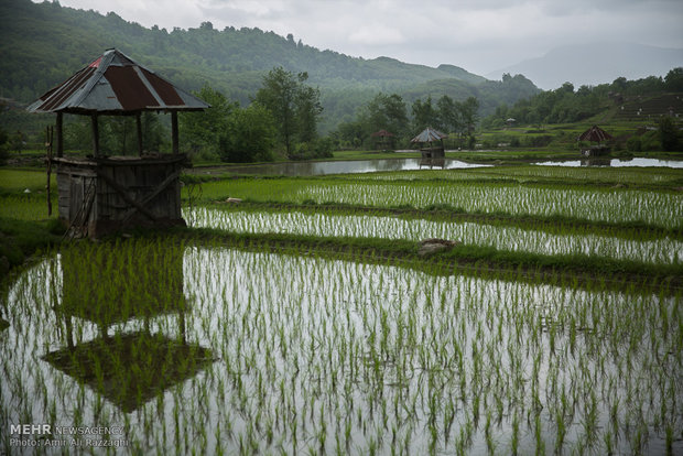 نشاء برنج در شهرستان سواد کوه