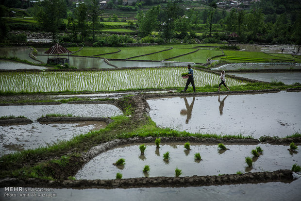 نشاء برنج در شهرستان سواد کوه