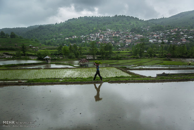 نشاء برنج در شهرستان سواد کوه