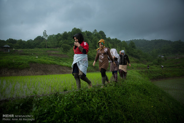 نشاء برنج در شهرستان سواد کوه